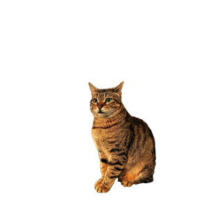 A Serene Cat Sits On A Turquoise Carpet Inside The Sultanahmet Mosque In Istanbul, TüRkiye. 14511 - Cat PNG image with transparent background